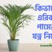 Areca Palm Cover photo