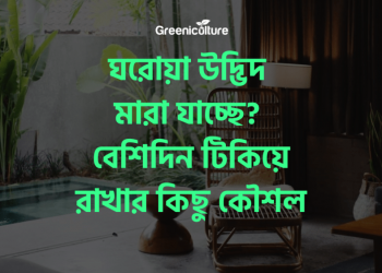 How to save indoor plants