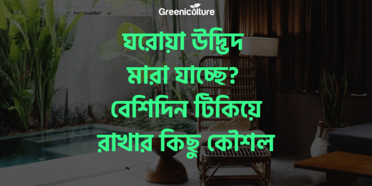 How to save indoor plants