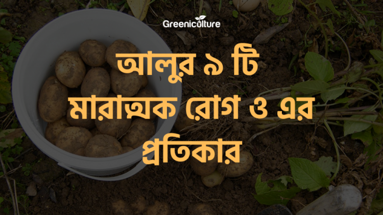 9 Serious diseases of potatoes