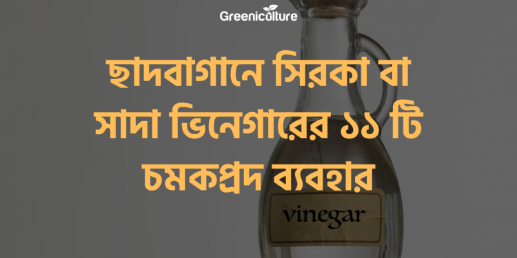 Vinegar using for gardeing