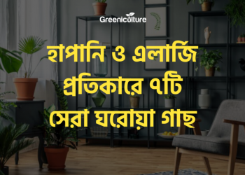 7 best indoor plants for preventing allergy