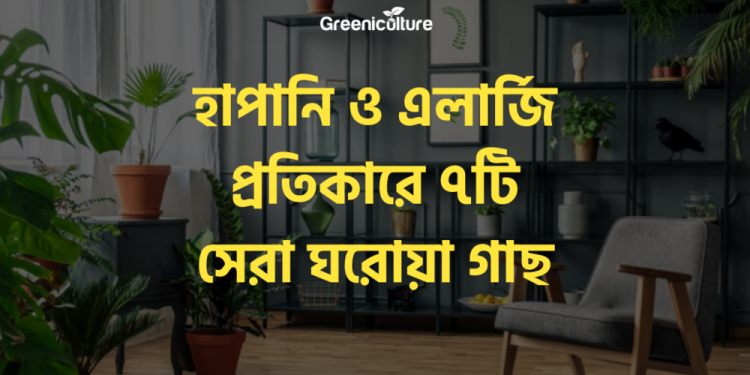 7 best indoor plants for preventing allergy