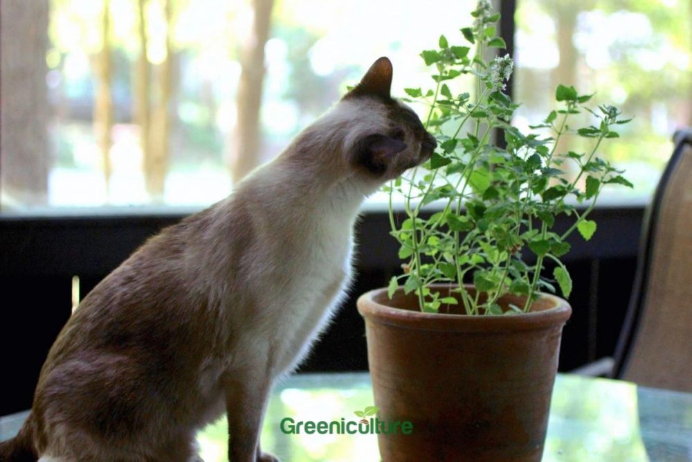 Cat eating plant leaves