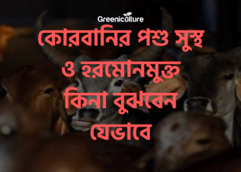 Hormone free cow thumnail