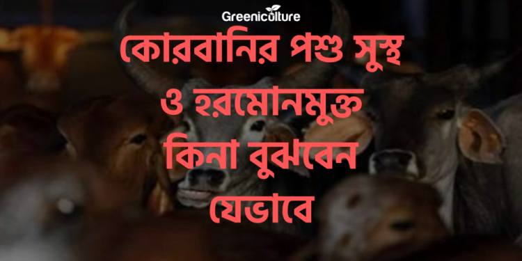 Hormone free cow thumnail