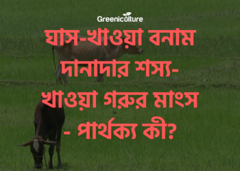 Grass fed vs Grain fed