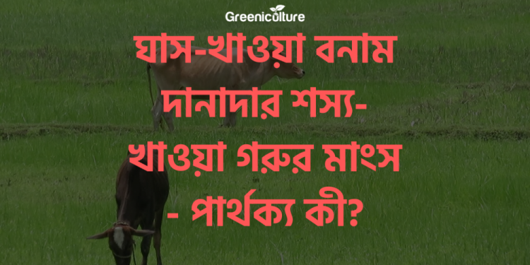 Grass fed vs Grain fed