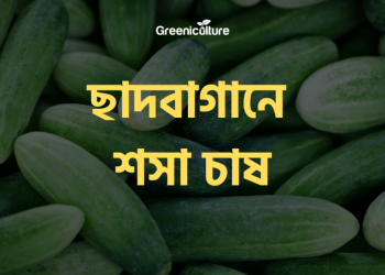 Cucumber cultivation