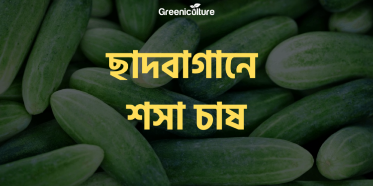 Cucumber cultivation