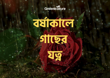 plant care during rainy season