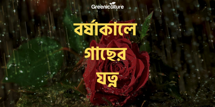 plant care during rainy season