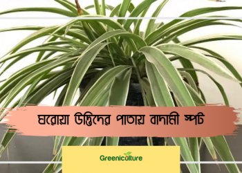 A thumbnail about leaf spot