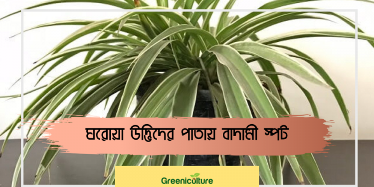 A thumbnail about leaf spot