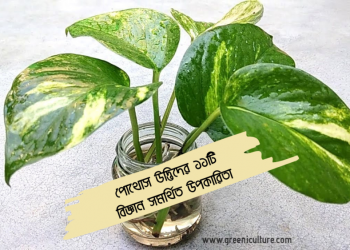 Pathos plants thumbnail