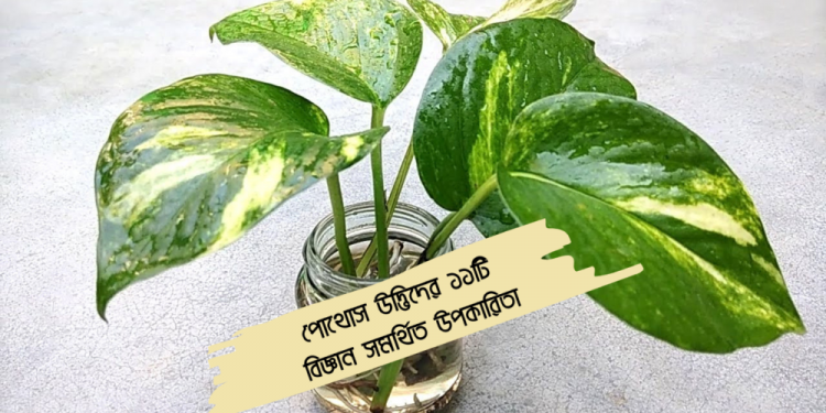 Pathos plants thumbnail