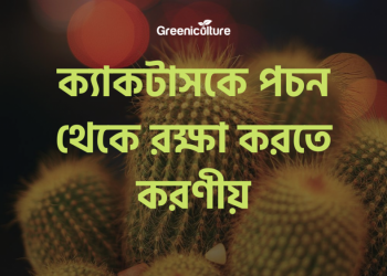 ক্যাকটাসকে পচন থেকে রক্ষা করতে করণীয়