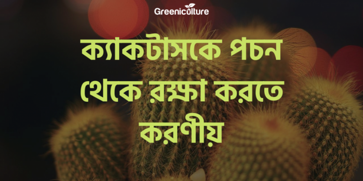 ক্যাকটাসকে পচন থেকে রক্ষা করতে করণীয়