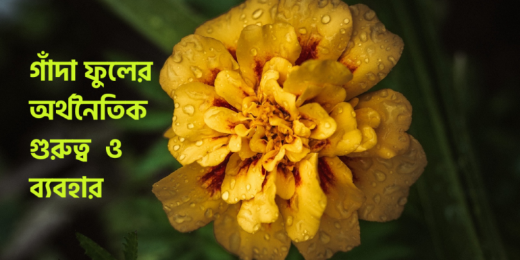 Economical Value of Marigold