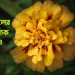 Economical Value of Marigold