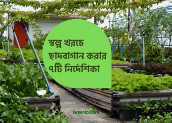 Budget Friendly Garden