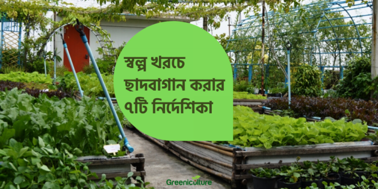 Budget Friendly Garden