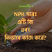 NPK সারঃ এটি কি এবং কিভাবে কাজ করে? 13 NPK Fertilizer