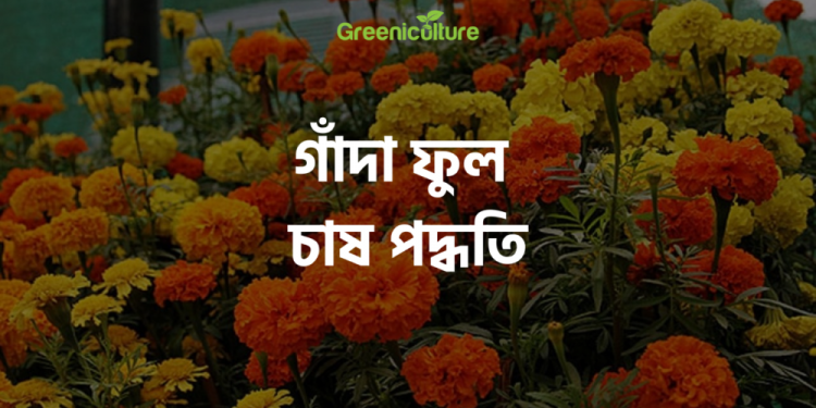 Grow marigold