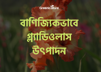 Gladiolas Cultivation