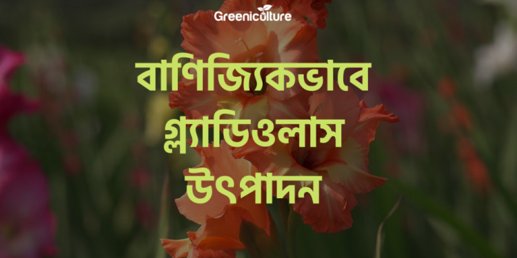 Gladiolas Cultivation