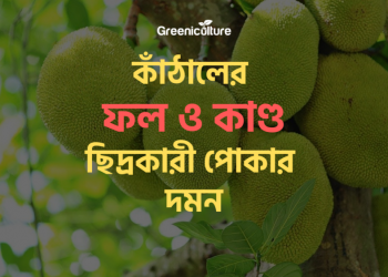 Jack-fruit diseases 2