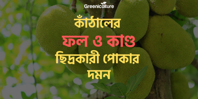 Jack-fruit diseases 2