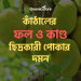 কাঁঠালের ফল ও কাণ্ড ছিদ্রকারী পোকার দমন 13 Jack-fruit diseases 2