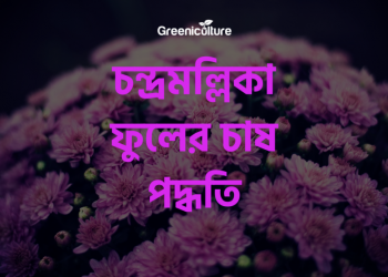 Chrysanthemum cultivation