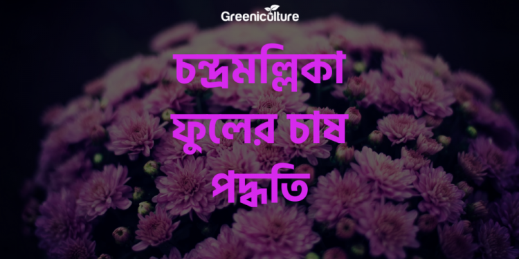 Chrysanthemum cultivation