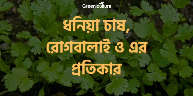 Coriander Cultivation
