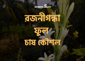 How to grow tuberose