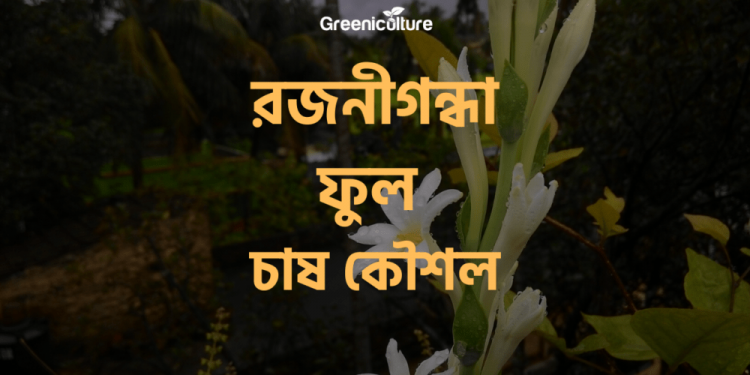 How to grow tuberose