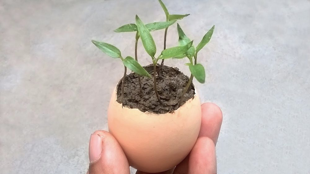 Plant in egg shell scaled
