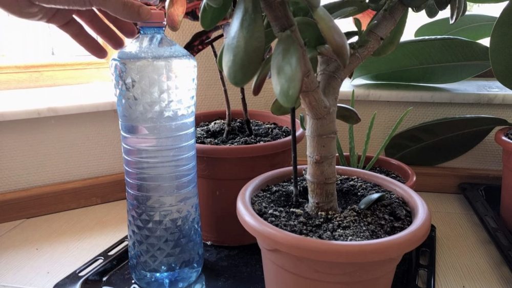 Watering bottle scaled