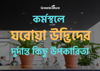 Inddor plants at office