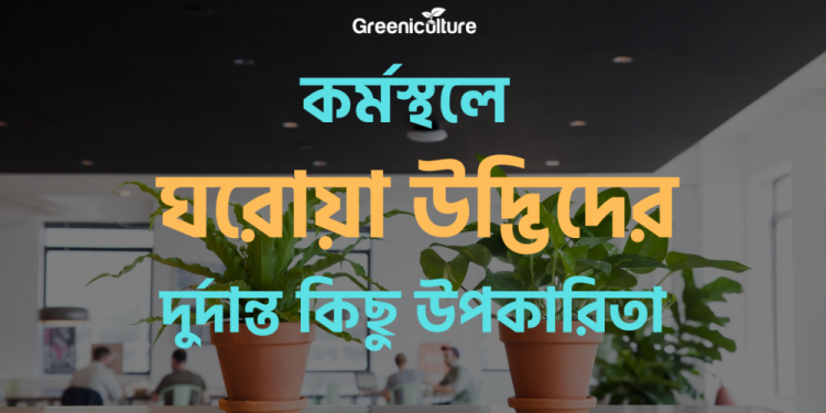 Inddor plants at office