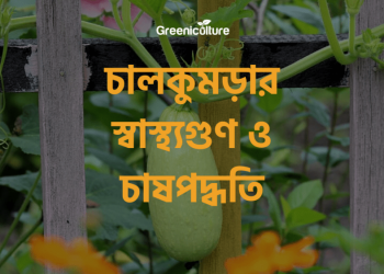 Wax Gourd Benefits