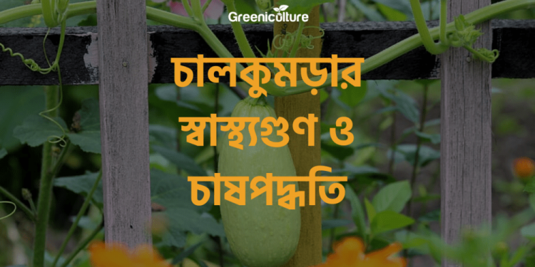 Wax Gourd Benefits