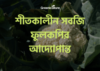 All about cauliflower