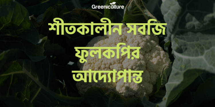 All about cauliflower