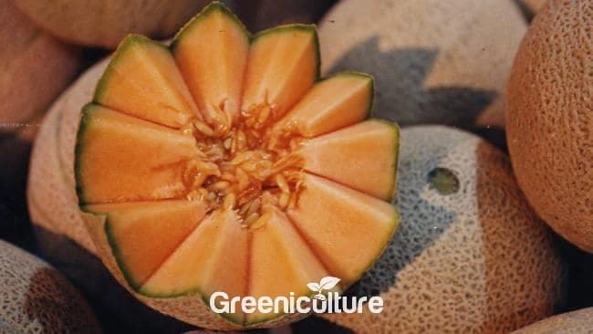 It is also called as Muskmelon