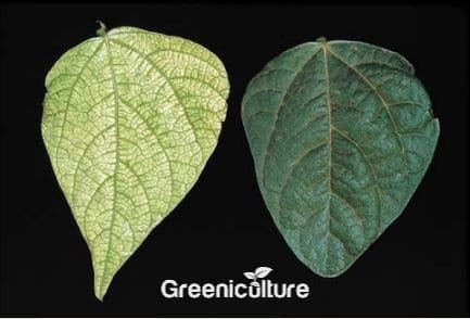 Molybdenum deficiency in bean leaves