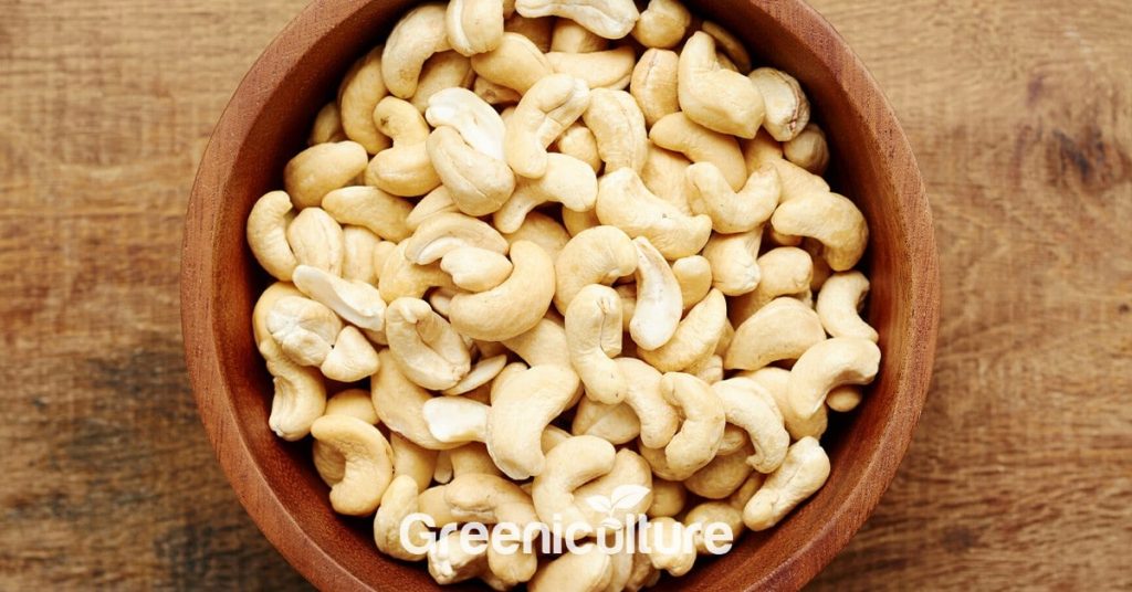 cashew nut nuts