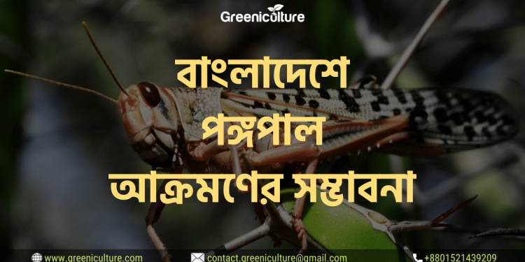 Locust in Bangladesh